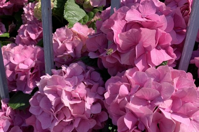    Гортензия - красивый и пышный цветок, но ядовитый. Фото:  АиФ/ Ирина Малина