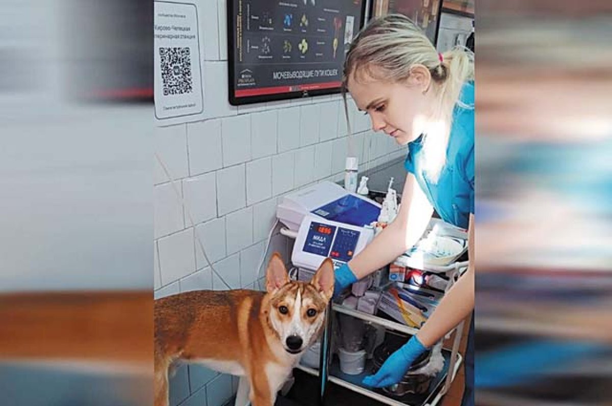    Животное забрали на ветстанцию, оно пробудет там на время всех необходимых обследований.