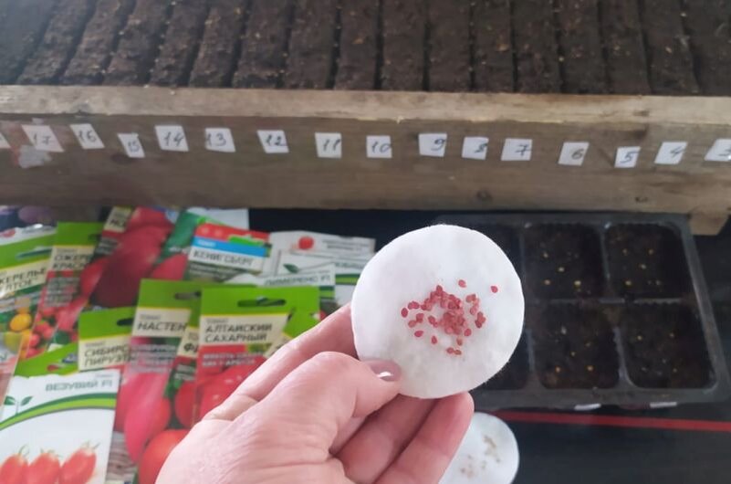 Семена гибридов томатов.