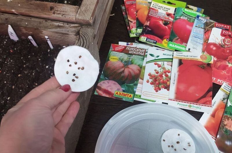 Обеззараженные семена томатов