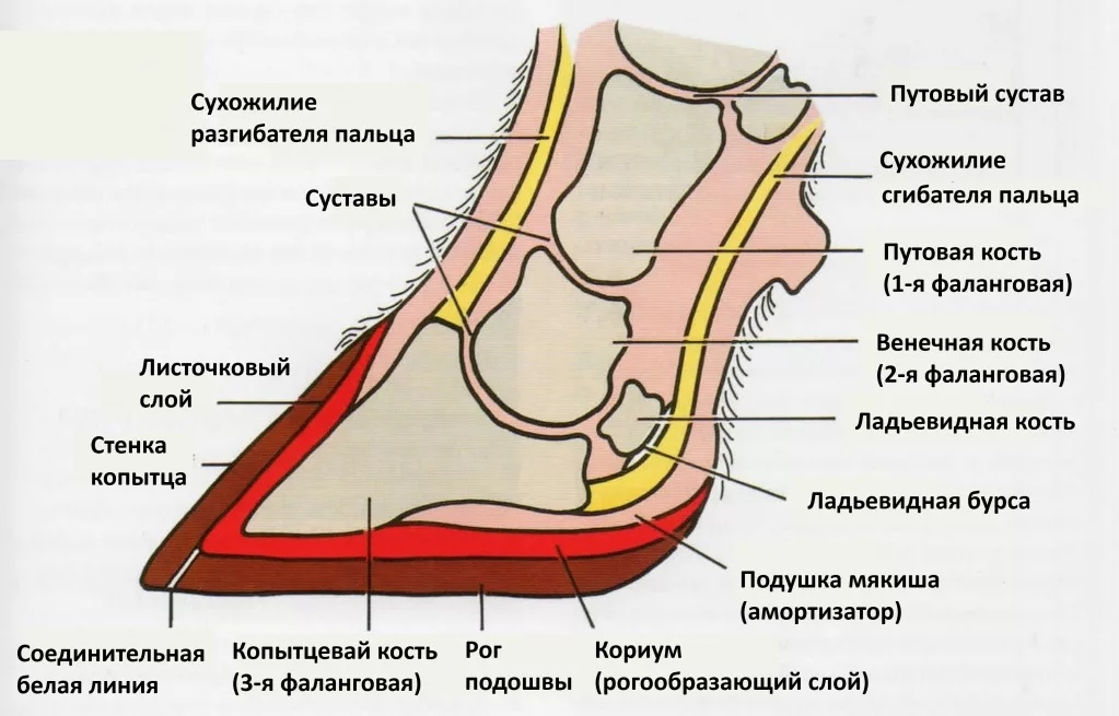 Казалось бы, один сплошной палец, а столько тонкостей! 