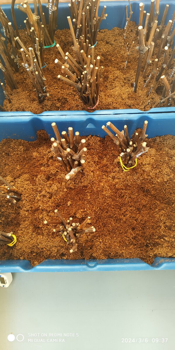 черенки винограда в кильчеваторе