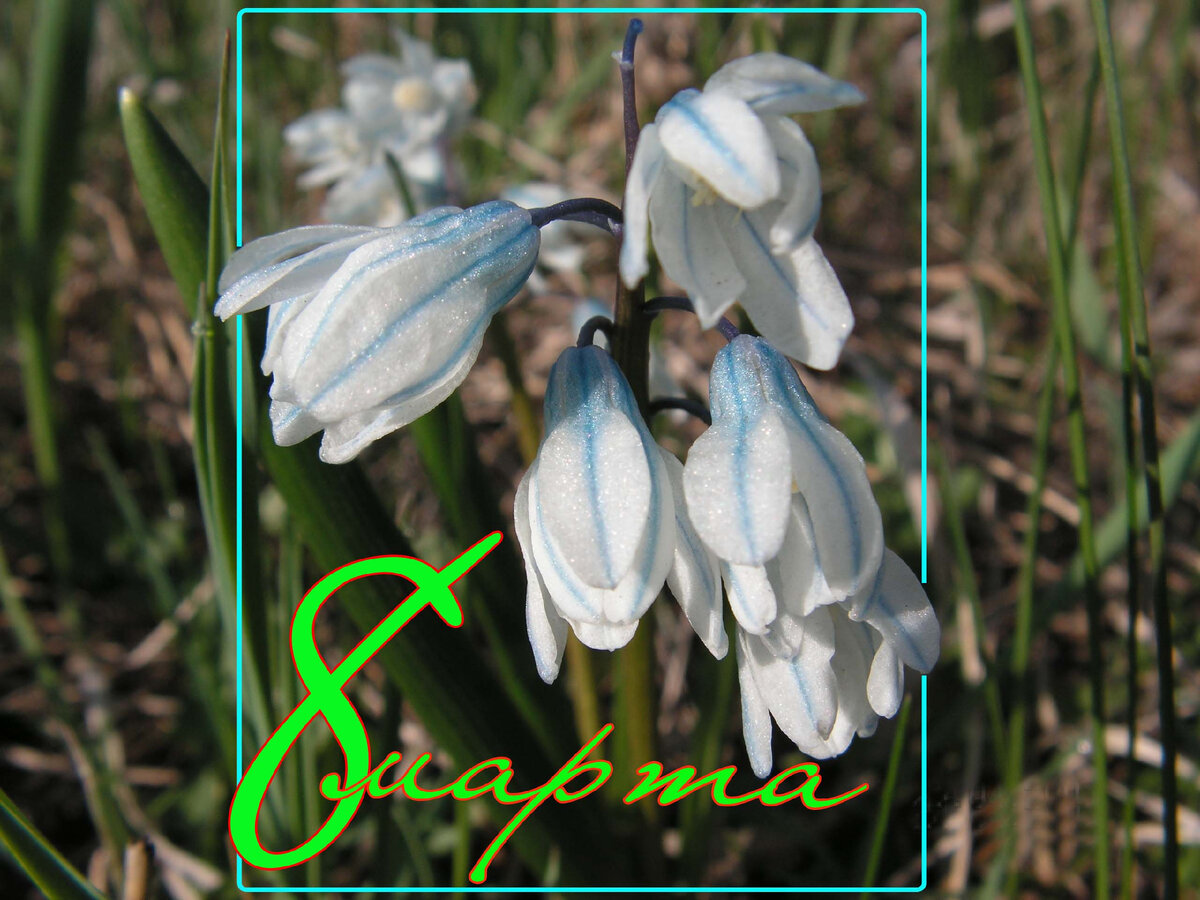 С праздником 8 Марта. Авторская открытка.