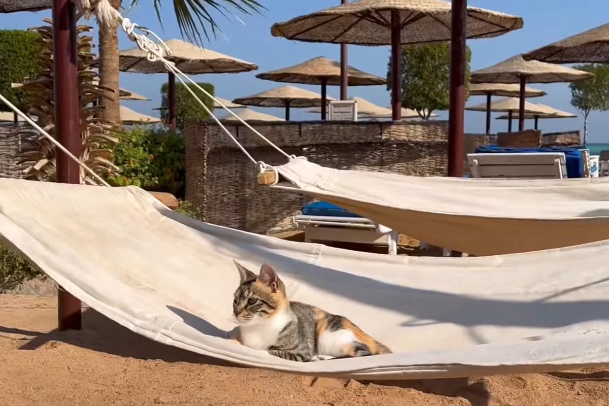 Египетские котики ждут вас всегда