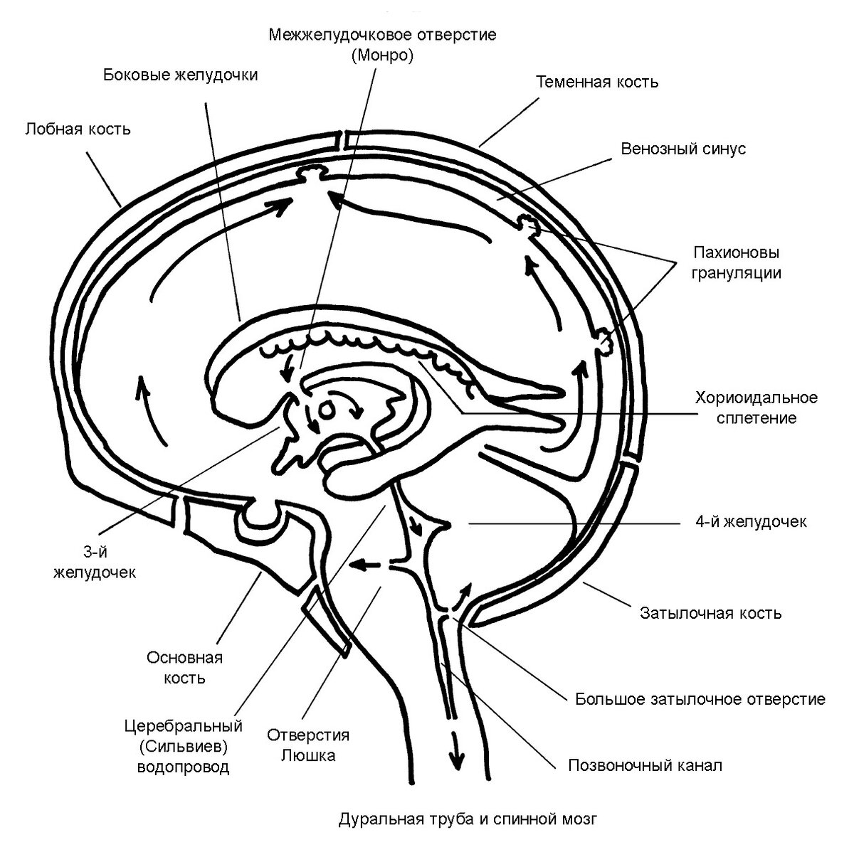 Циркуляция спинномозговой жидкости