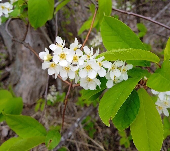 фото автора - черёмуха
