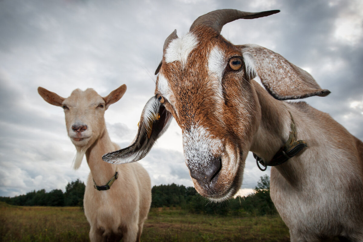У коз и овец уникальные горизонтально-овальные зрачки, которые адаптируются к изменениям освещения, преобразуясь из узких щелей в прямоугольники и даже квадраты.-2