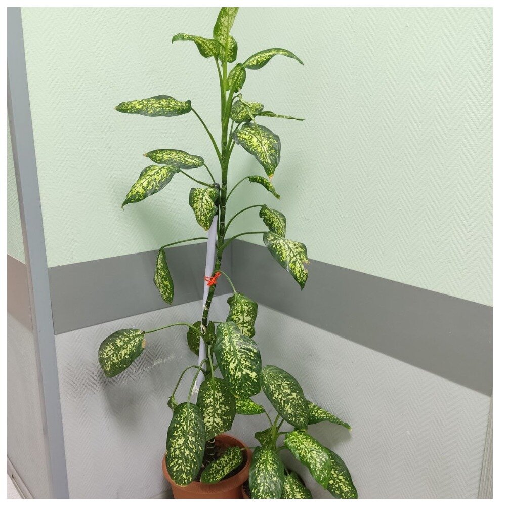 Диффенбахия офисная 😮