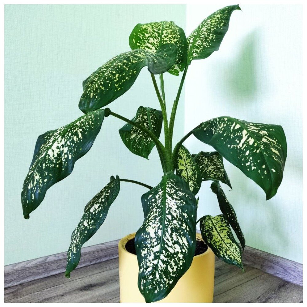 Здоровая крепкая Диффенбахия