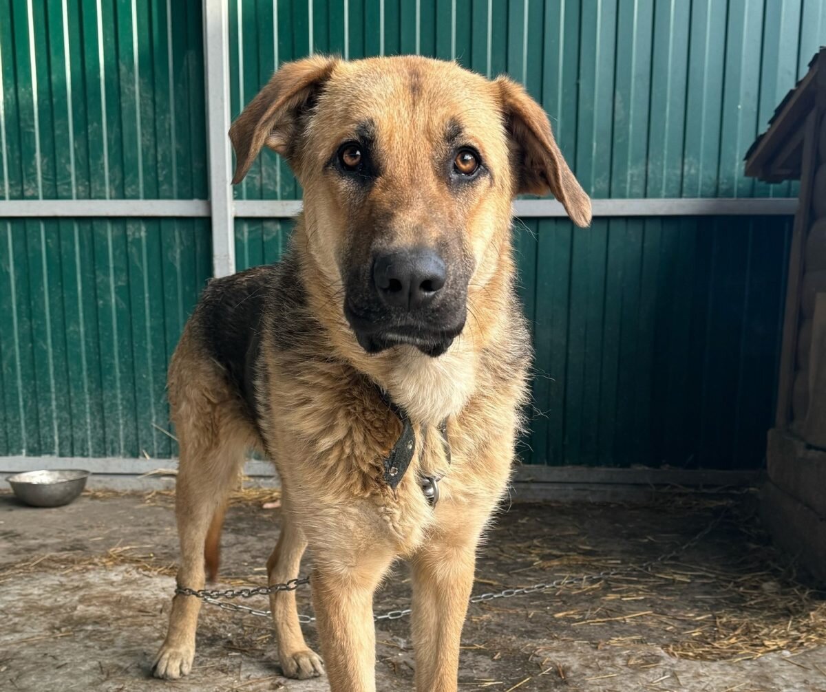    Пес прибежал к воротам приюта и долгое время крутился около них, пытаясь попасть внутрь