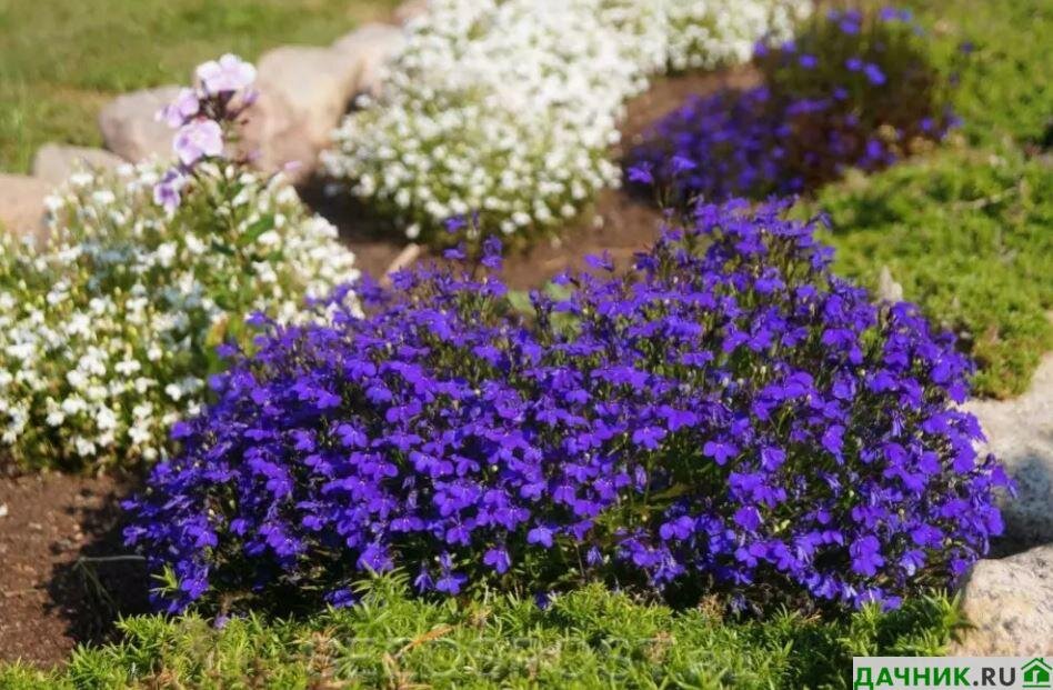 Sinilobelia Crystal Palace -Koivikon Yrttitila