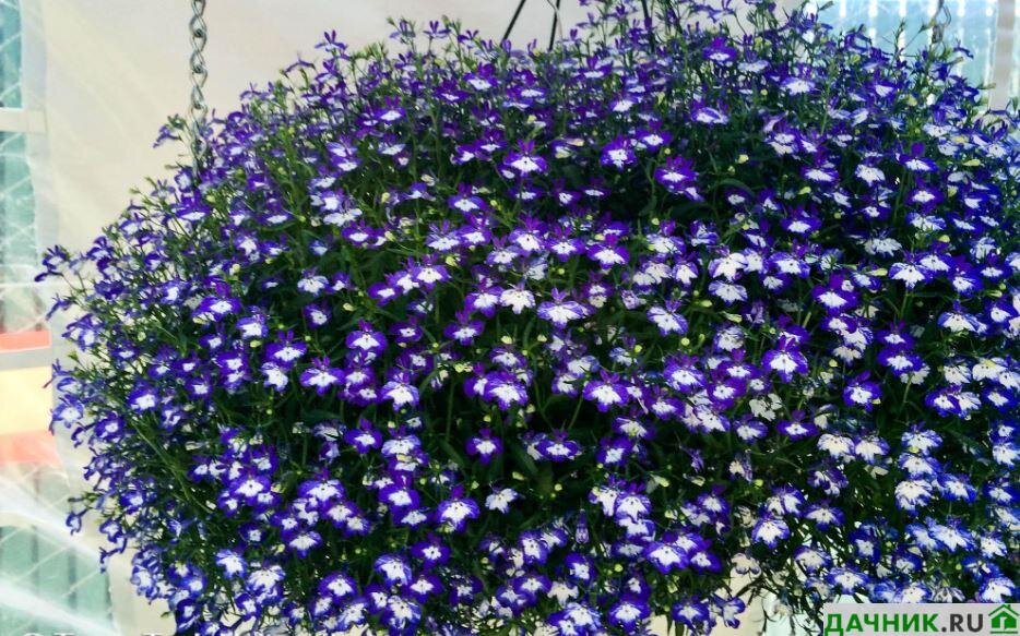 Виды и сорта лобелии для украшения сада, балкона и веранды Дачник.RU Дзен