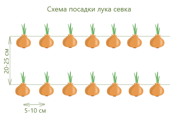 6 экспресс-способов выращивания лука. Как подоконник превратить в огород? | Аргументы и Факты