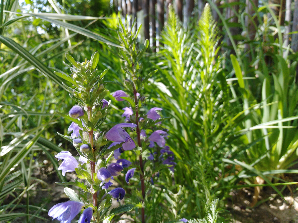 Рулонный газон на даче. Трава красивой формы. Плакировка с засевом трав. Какую траву сеять. Подсев газона.