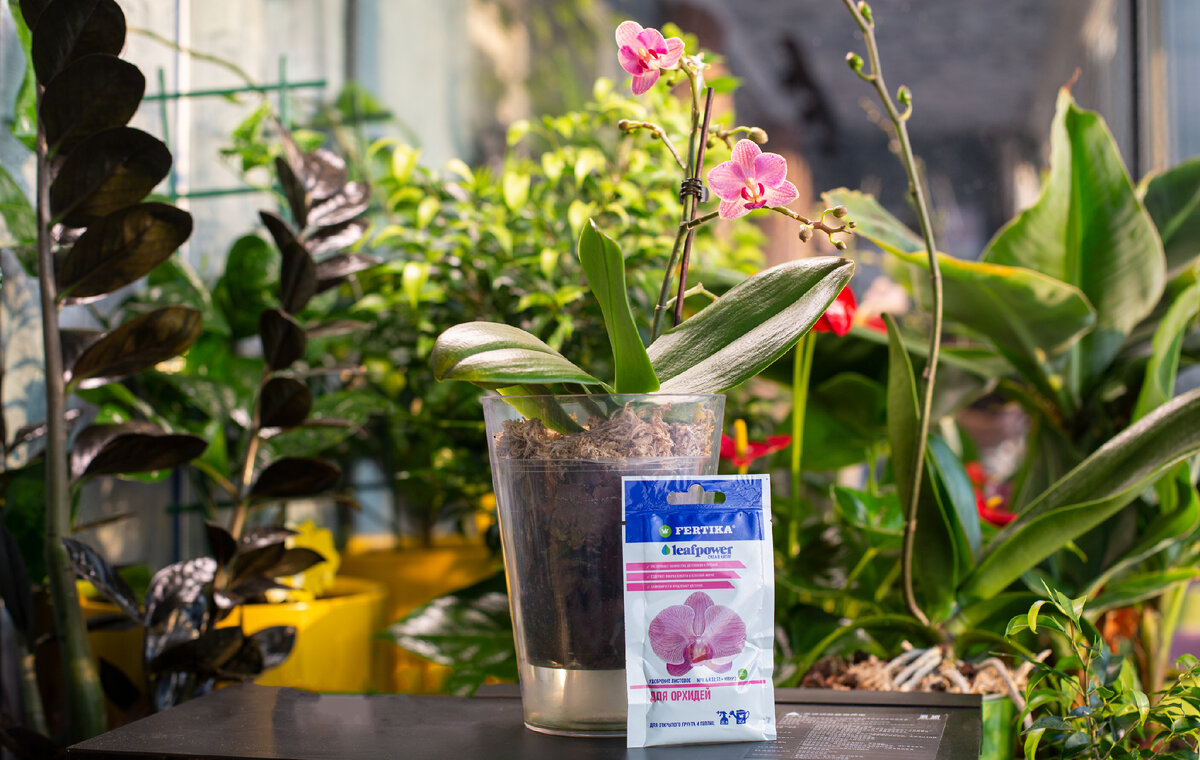 Орхидеи, уход, реабилитация, пересадка, как стимулировать цветение?