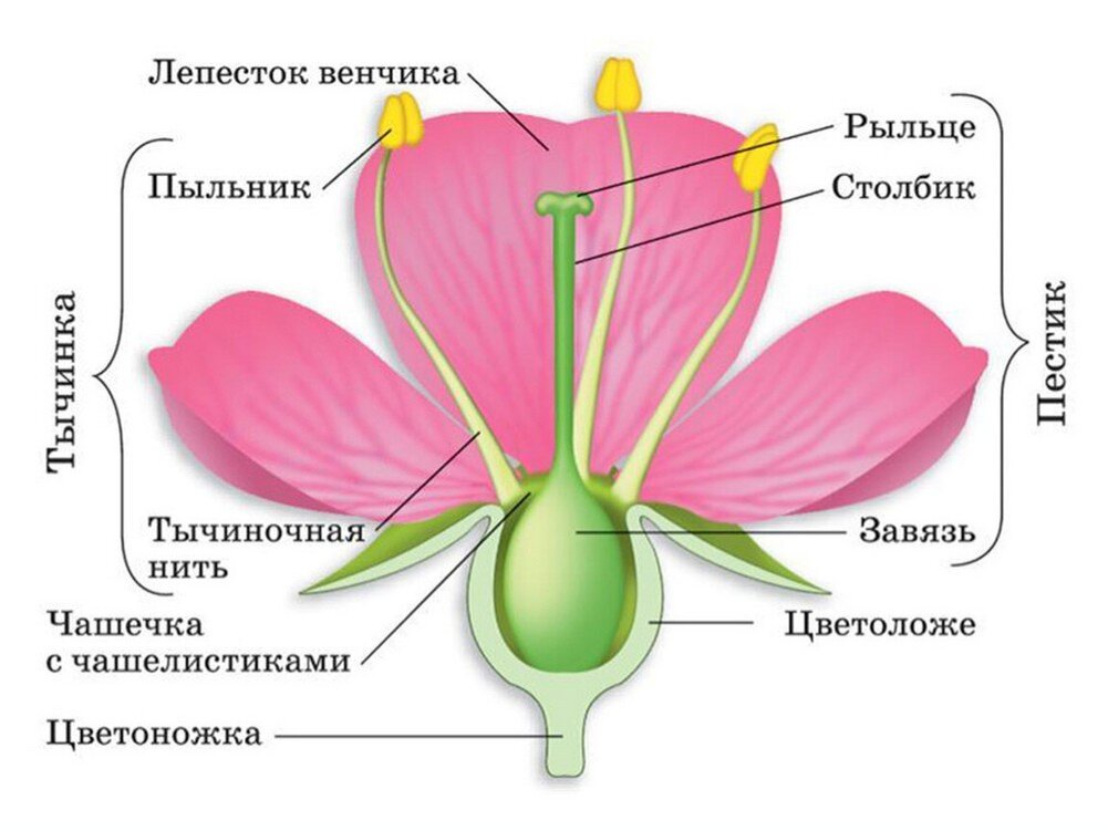 Строение цветка тюльпана | napishem.ru