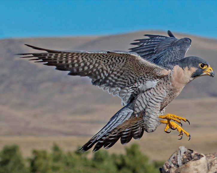 1. Сокол-сапсан