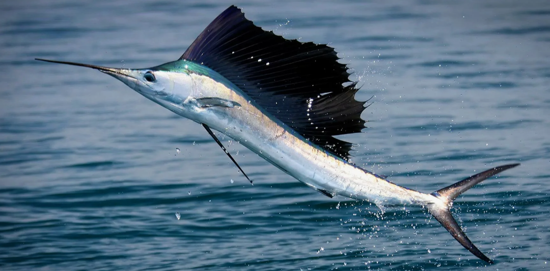 2. Рыба-парусник