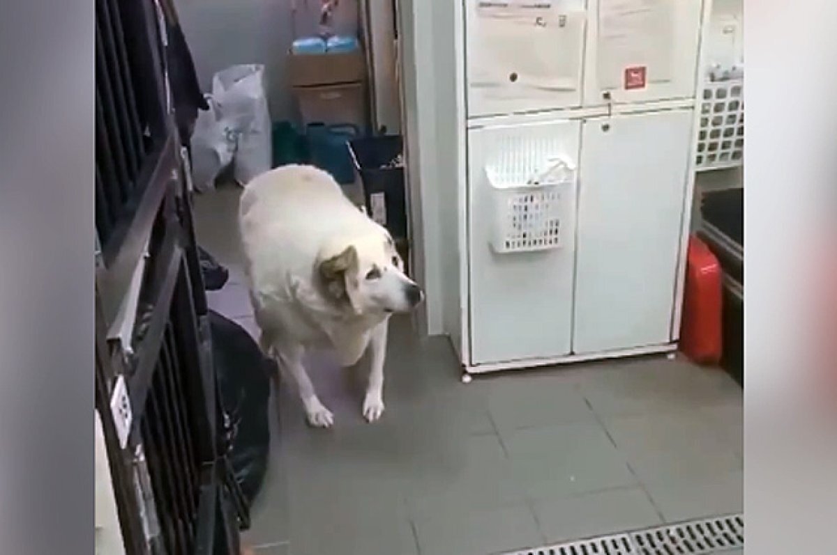    Пёс Кругетс.