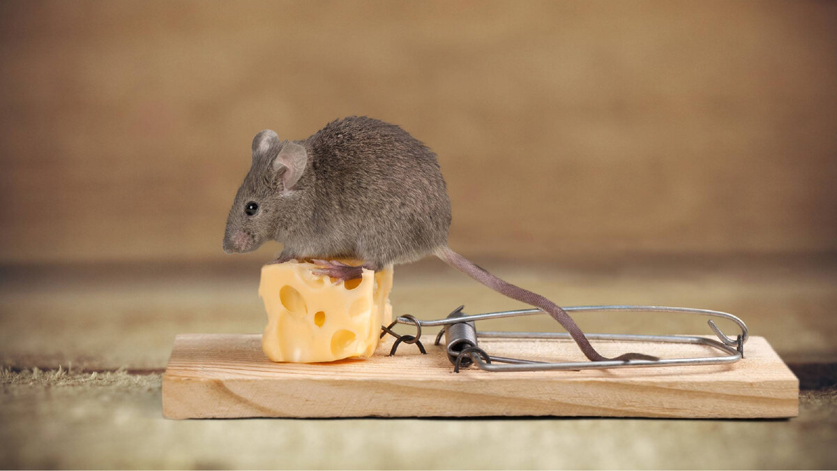   1)У верблюда в горбе вода 2)Ежики любят молоко 3)Собаки любят кости, кошки - рыбу, а мыши - сыр.  4)В аптеках принимают сигаретный пепел и проволоки накаливания из ламп, но нужно собрать килограмм.-2