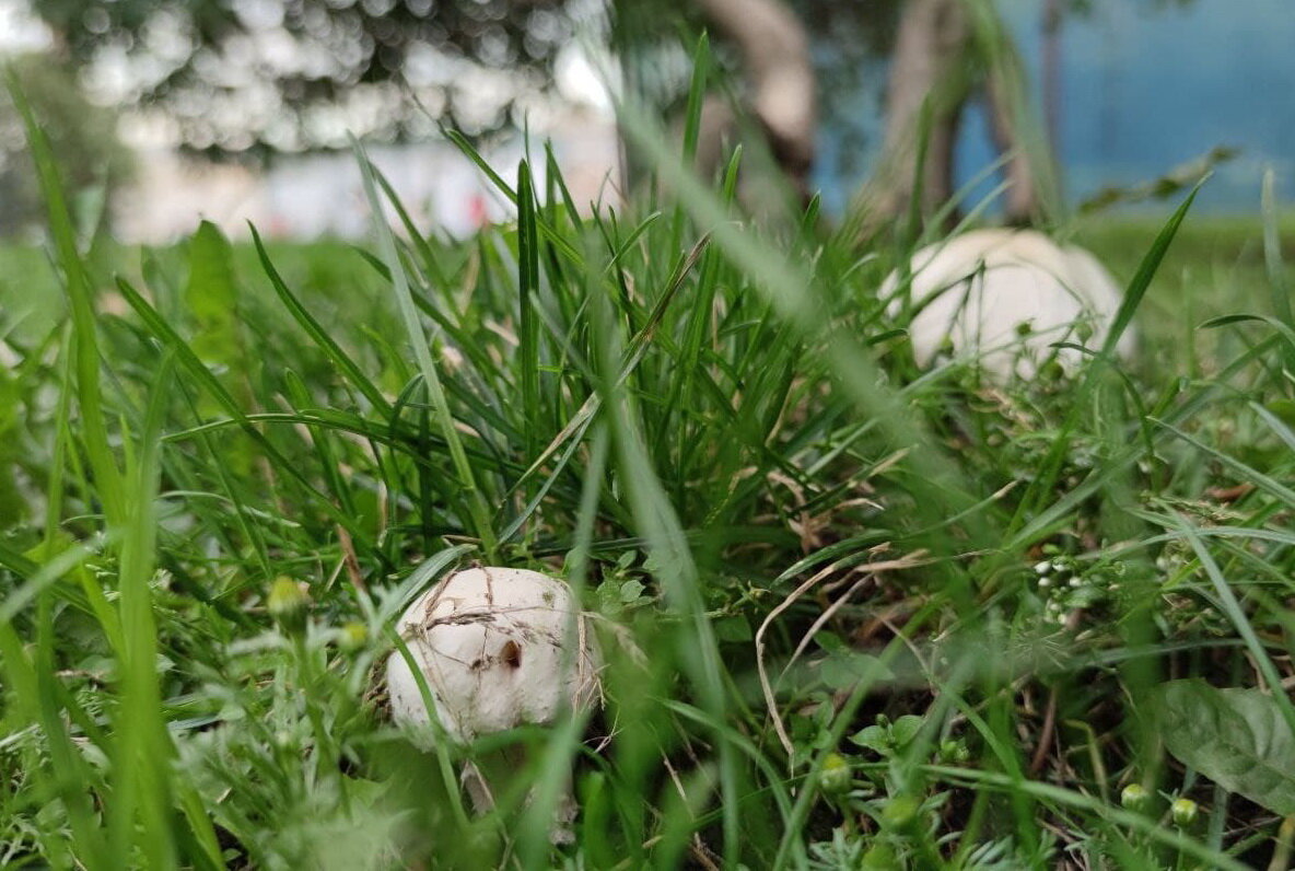 Шампиньоны на городском газоне. Фото из открытых источников.