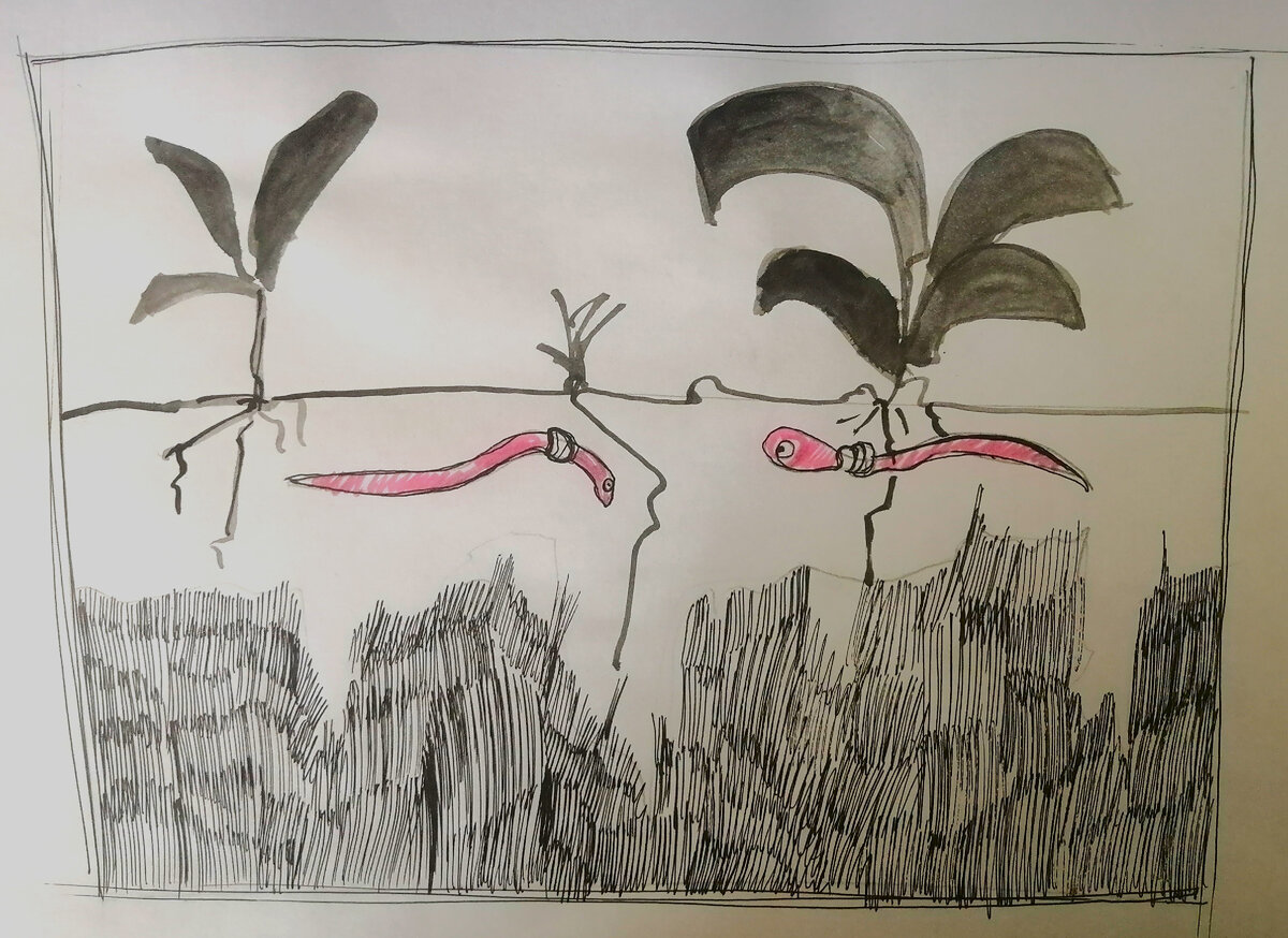 Навозные червячки обитают в подстилочном слое почвы, в самом верхнем (листья, трава, навоз и другие органические мульчирующие составляющие почвы)