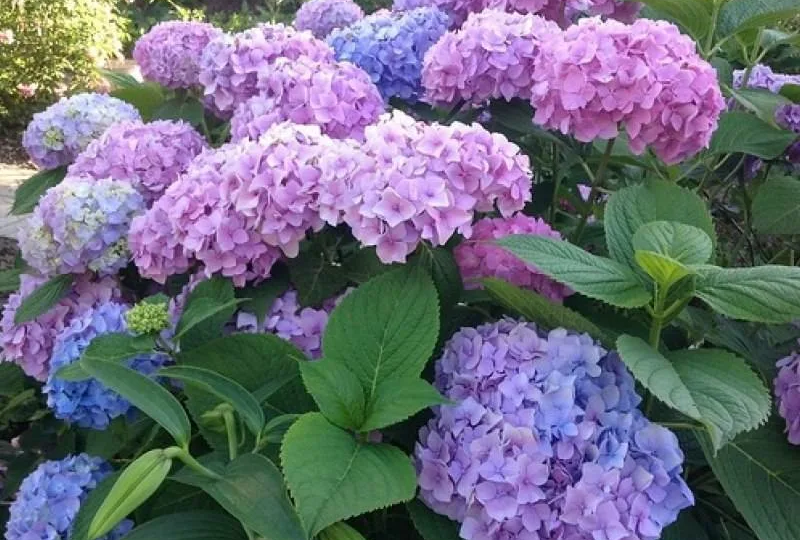13 цветущих многолетников, которые цветут с лета и до середины осени!🌺