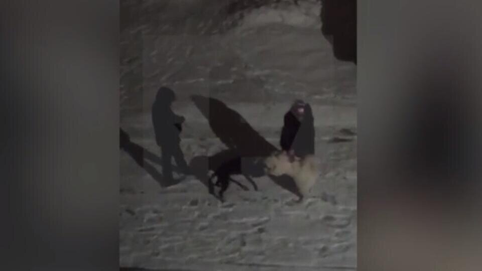 Фото: скриншот видео 