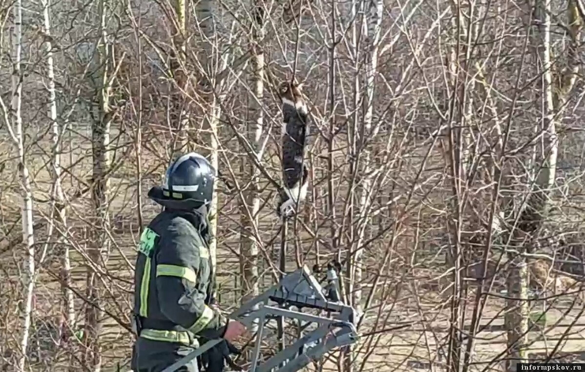 Бешенство севастополя