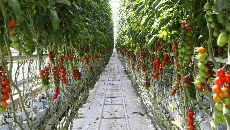      Фото: Дмитрий Ахмадуллин / / ИА «Победа26»