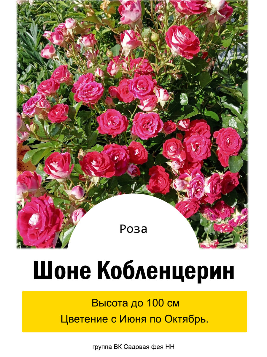 Роза Шоне Коблецерин