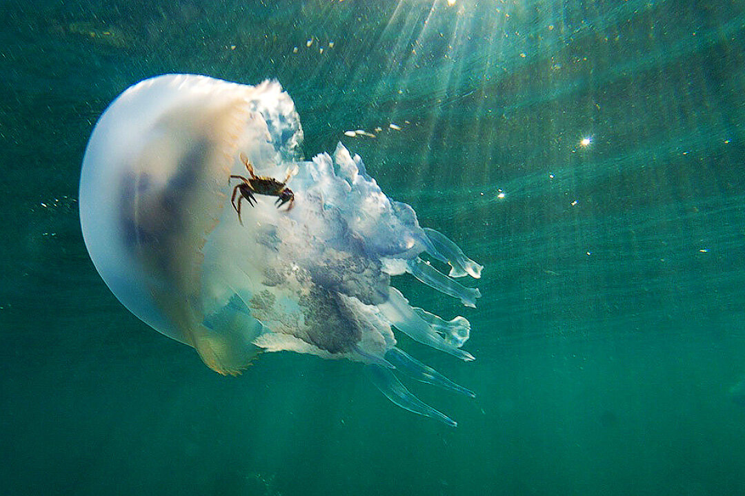 Российский Сервис Онлайн-Дневников Life under the sea, Jellyfish, Underwater wor