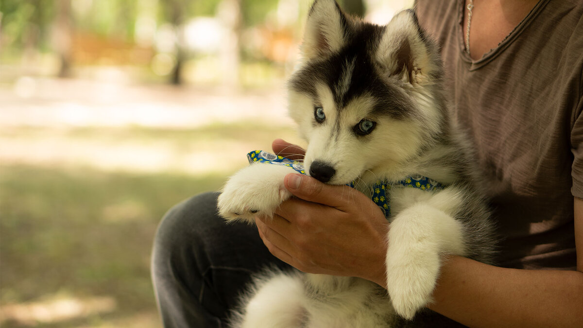 Хаски по имени Мани