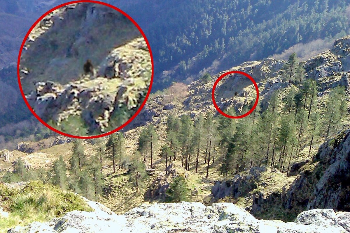 Йети или снежный человек. Фото из интернета.