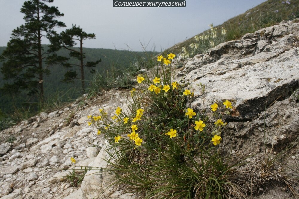 Растения самарская область фото