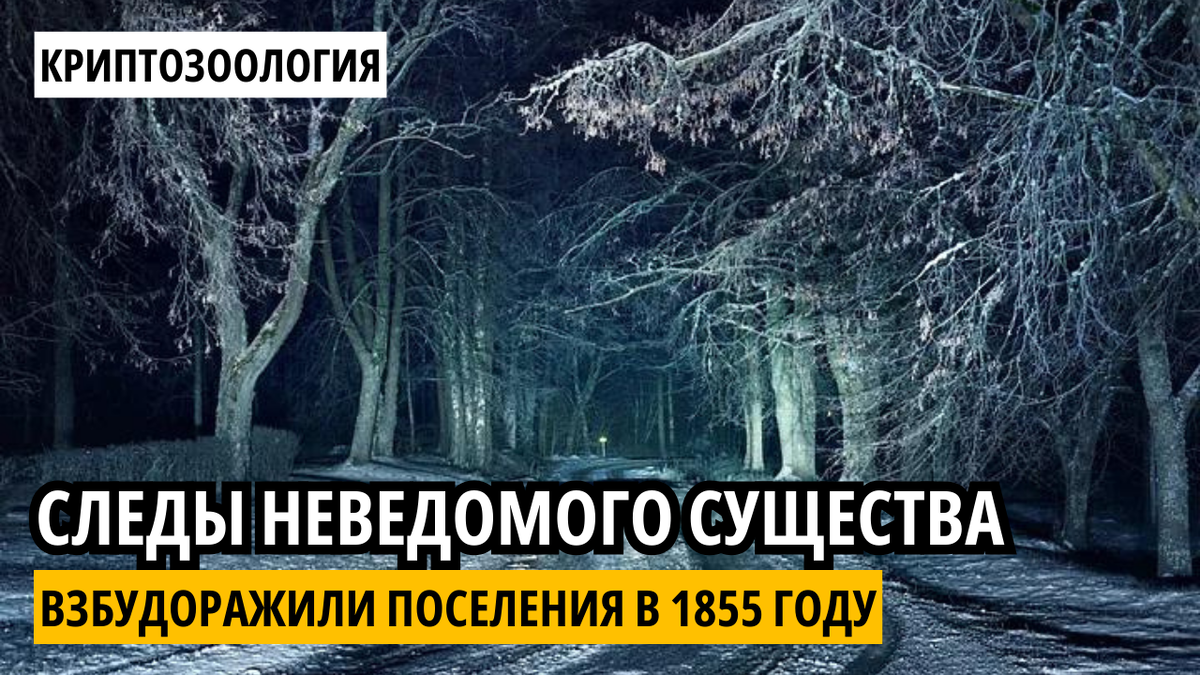 Дорога к поселению через лес.
