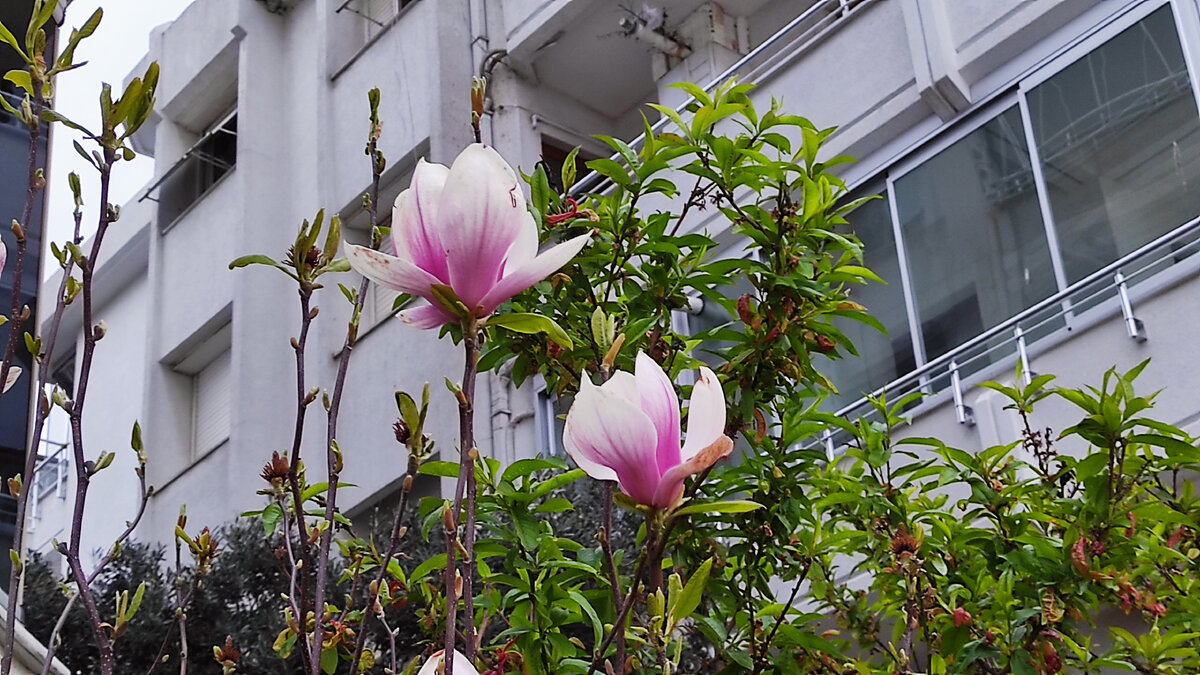Впервые в жизни мы - сибиряки - увидели магнолии в Турции. Фото: Кирилл Полиенко/Polienko: путешествуем вдвоём