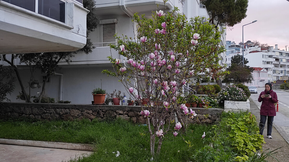 Цветущая магнолия в маленьком городке на берегу Мраморного моря. Фото: Кирилл Полиенко/Polienko: путешествуем вдвоём