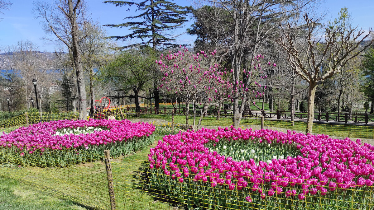 К некоторым деоевьям в тон подбирают и тюльпаны. Фото: Кирилл Полиенко/Polienko: путешествуем вдвоём