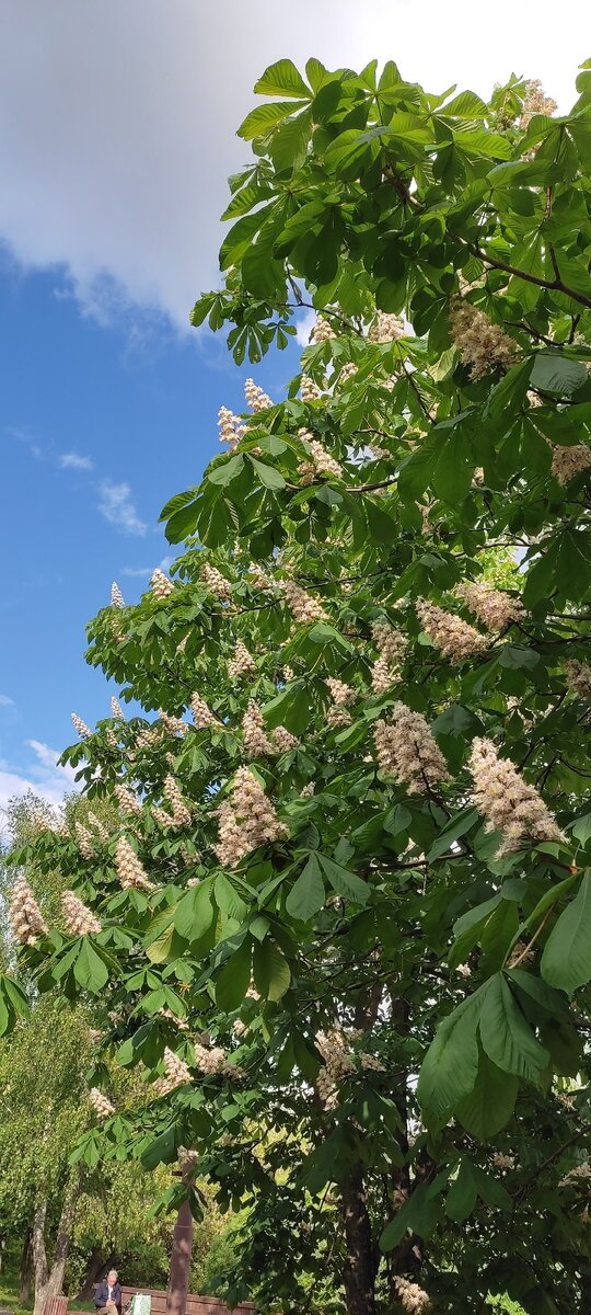 Цветущий каштан. 