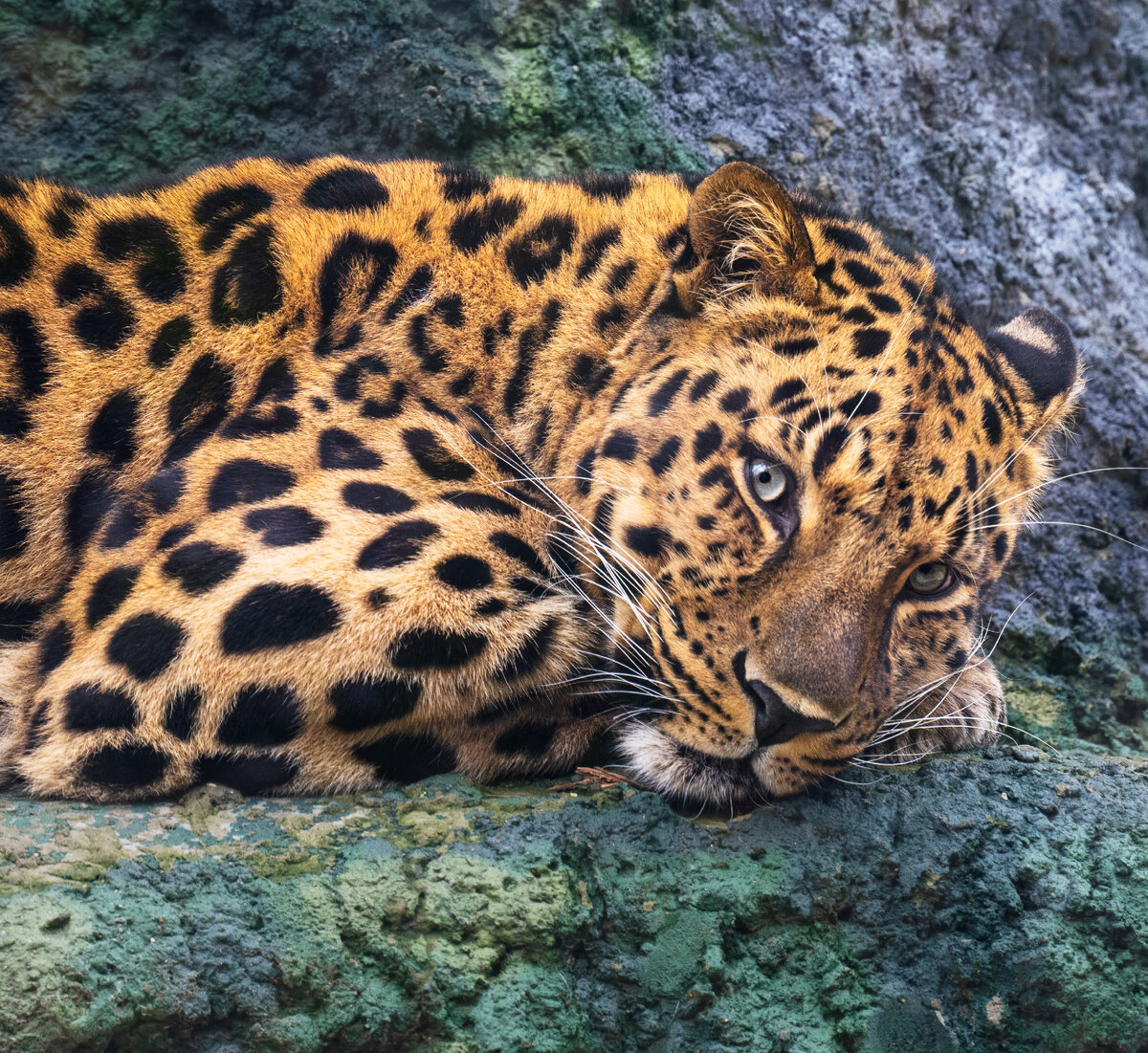 "Папався", Александр Колонский 2023 год