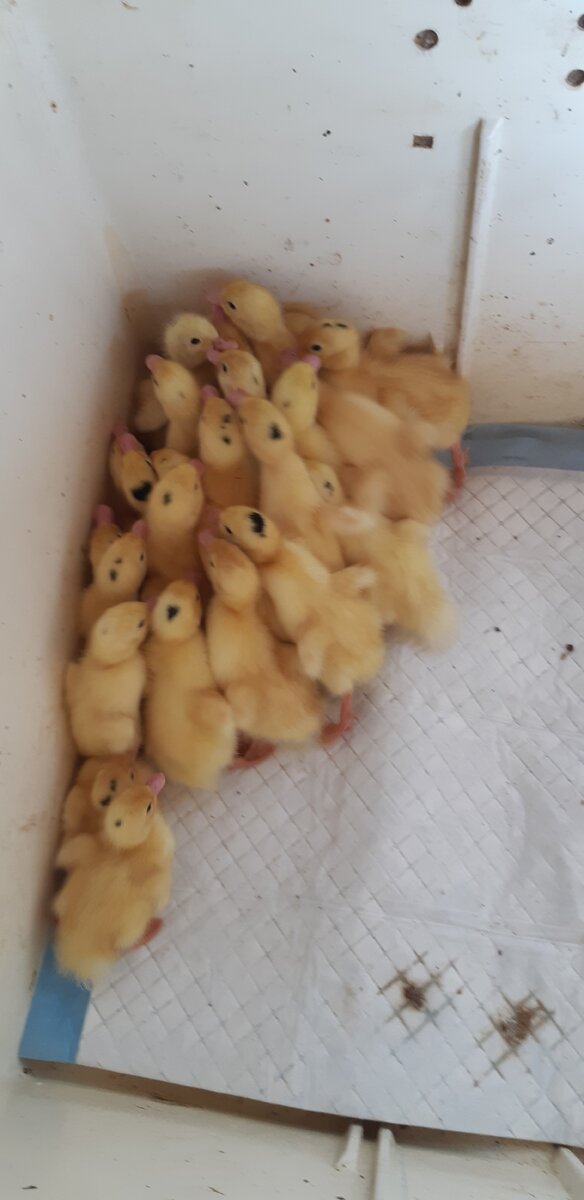 Вот такие красавчики!