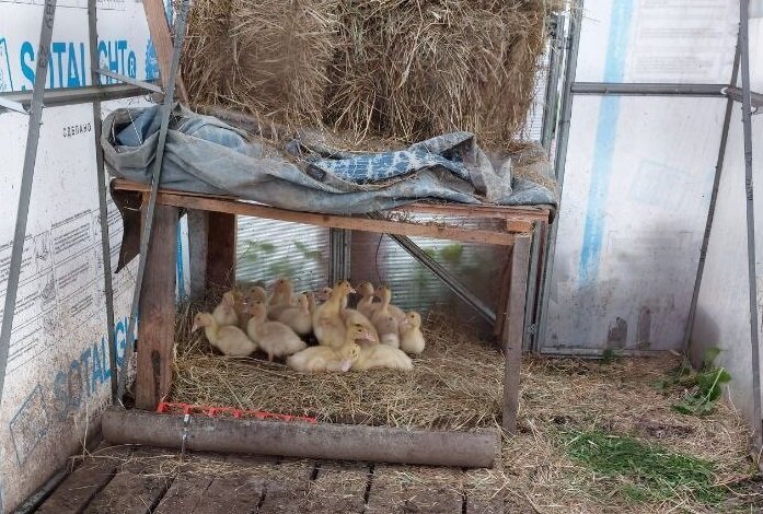 Утята на воле-три недели