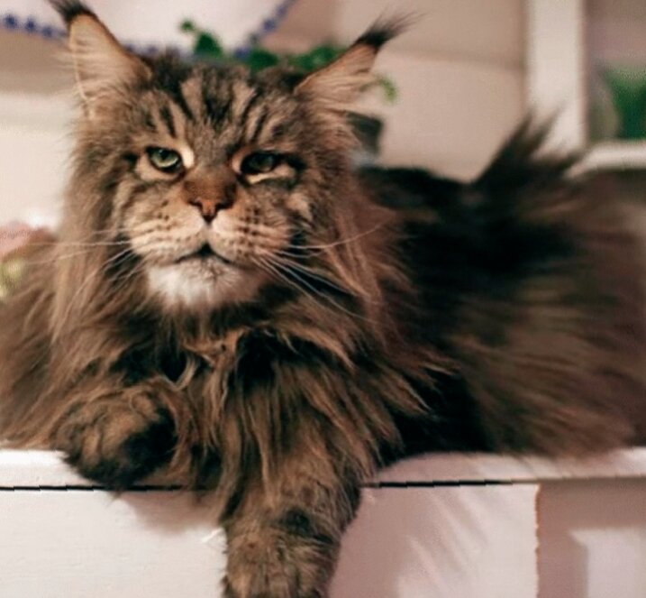 Фото из открытого источника в интернете. Мейнкуна у меня, к сожалению нет. Но кто знает... 