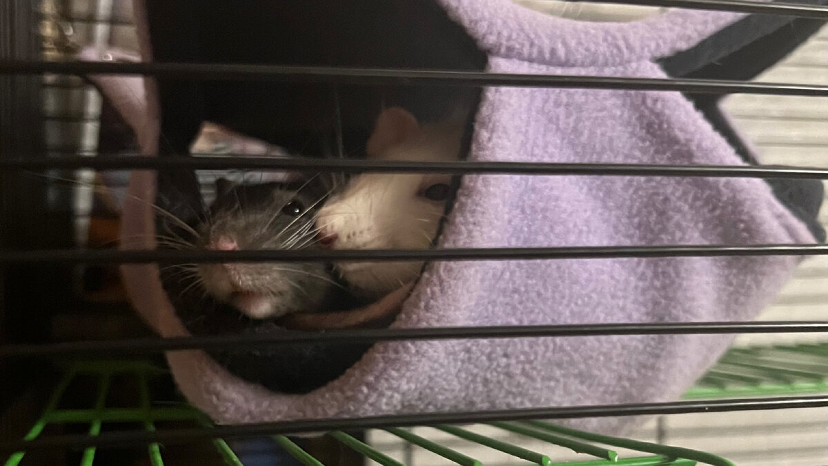 Как же они мило потом контактируют друг с другом))