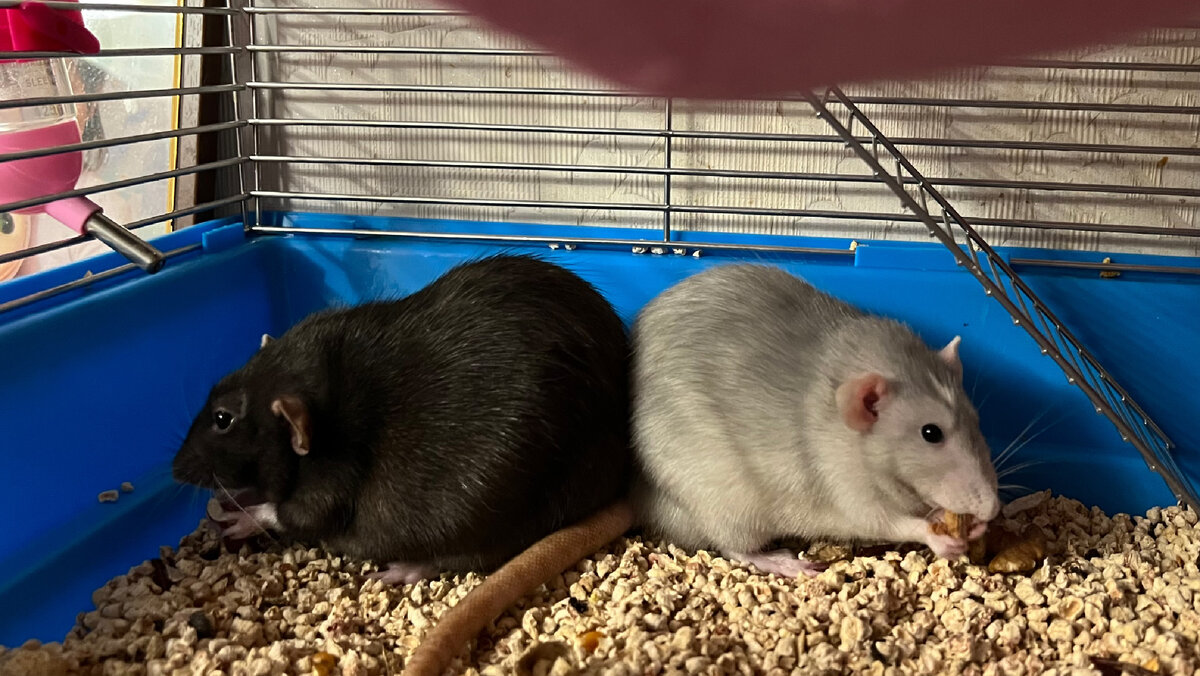 Даже кушают вместе))