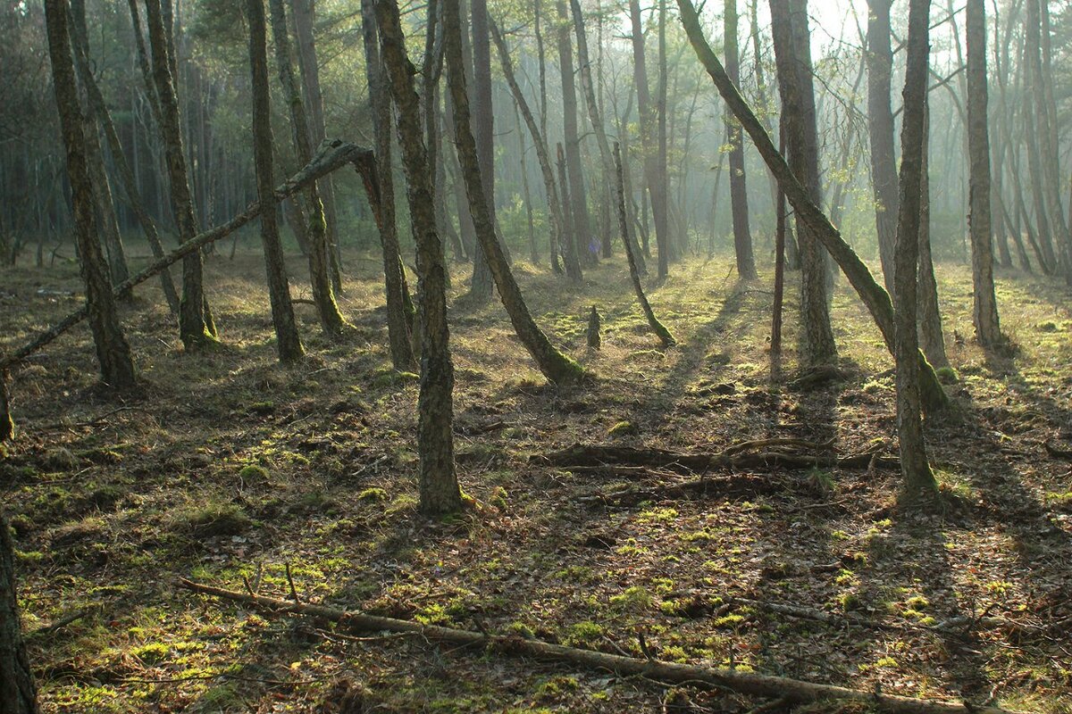 Обычный нетанцующий лес на Куршской косе.