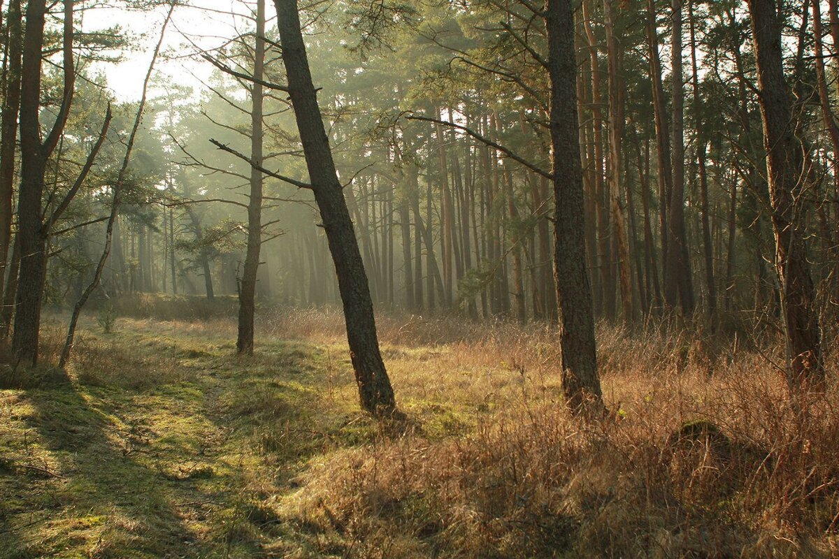 Лес на Куршской косе.