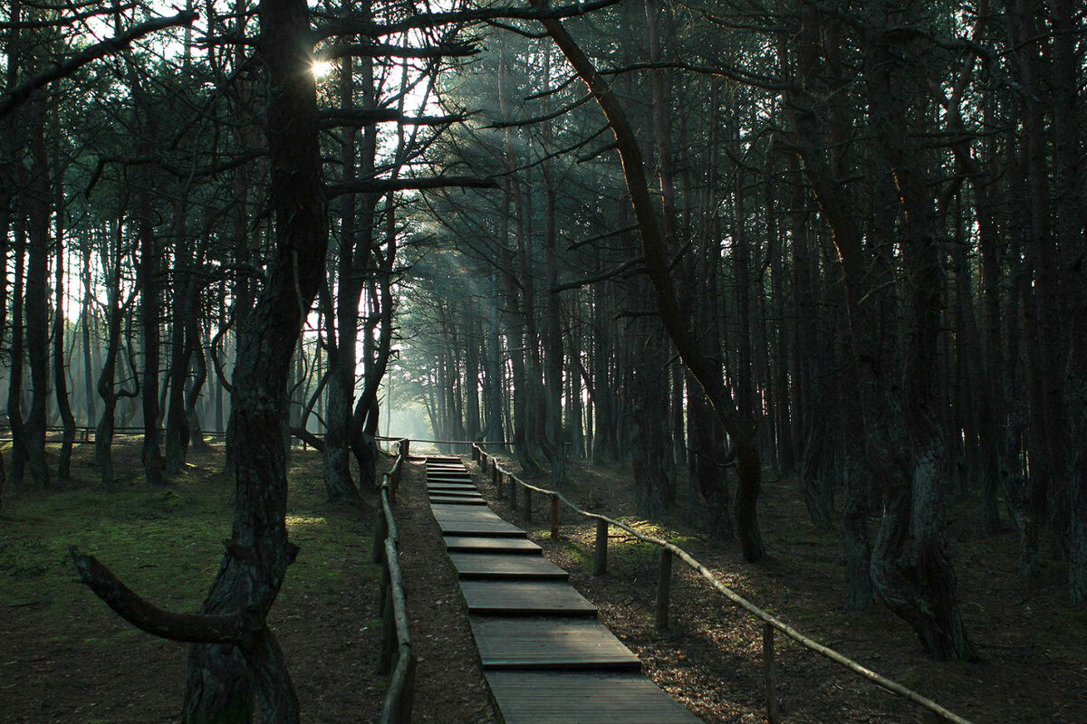 Танцующий лес на Куршской косе.