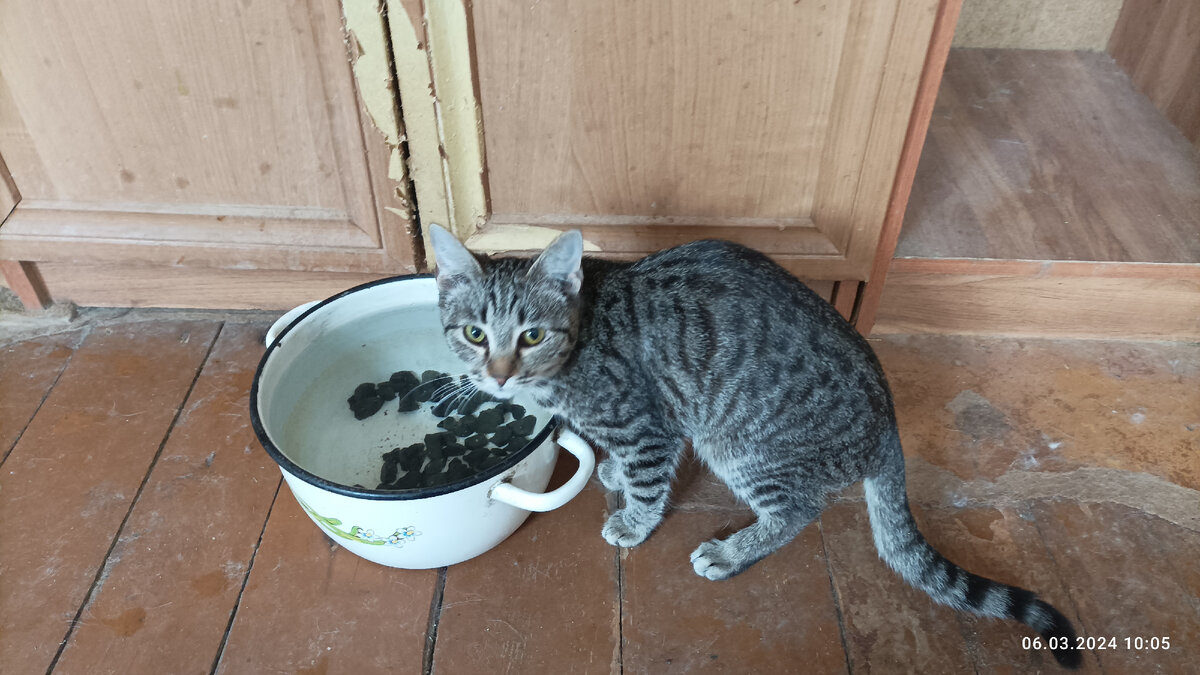 Котлетка. Первый Дом. 